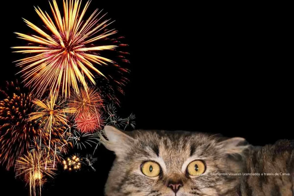 Gato en primer plano con juegos pirotécnicos de fondo
