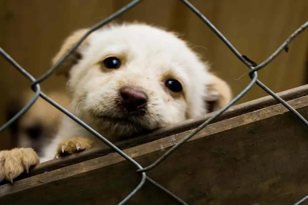 jornada de adopción mascotas