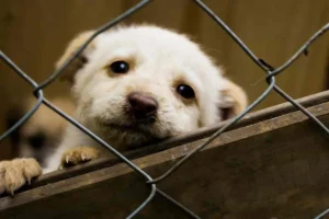jornada de adopción mascotas