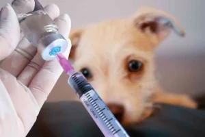 vacunación y desparasitación de mascotas