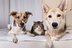 envejecimiento en perros y gatos