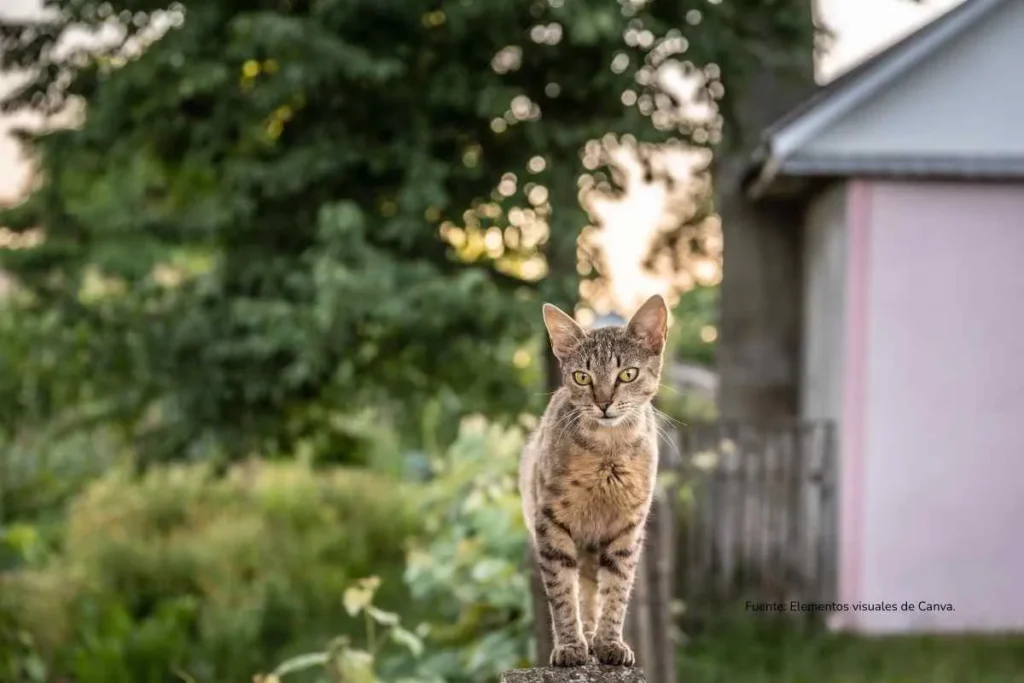 felino mirando de frente, esta de pie en una cerca 