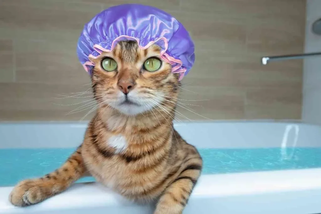 Baño felino