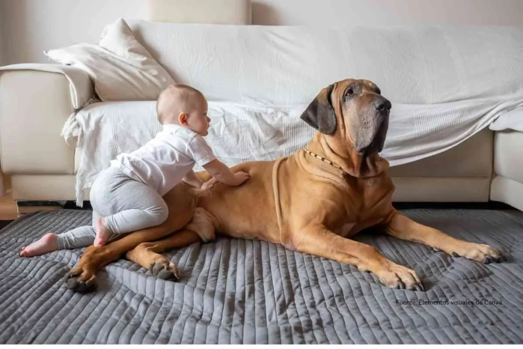 cálculo de edad en perros