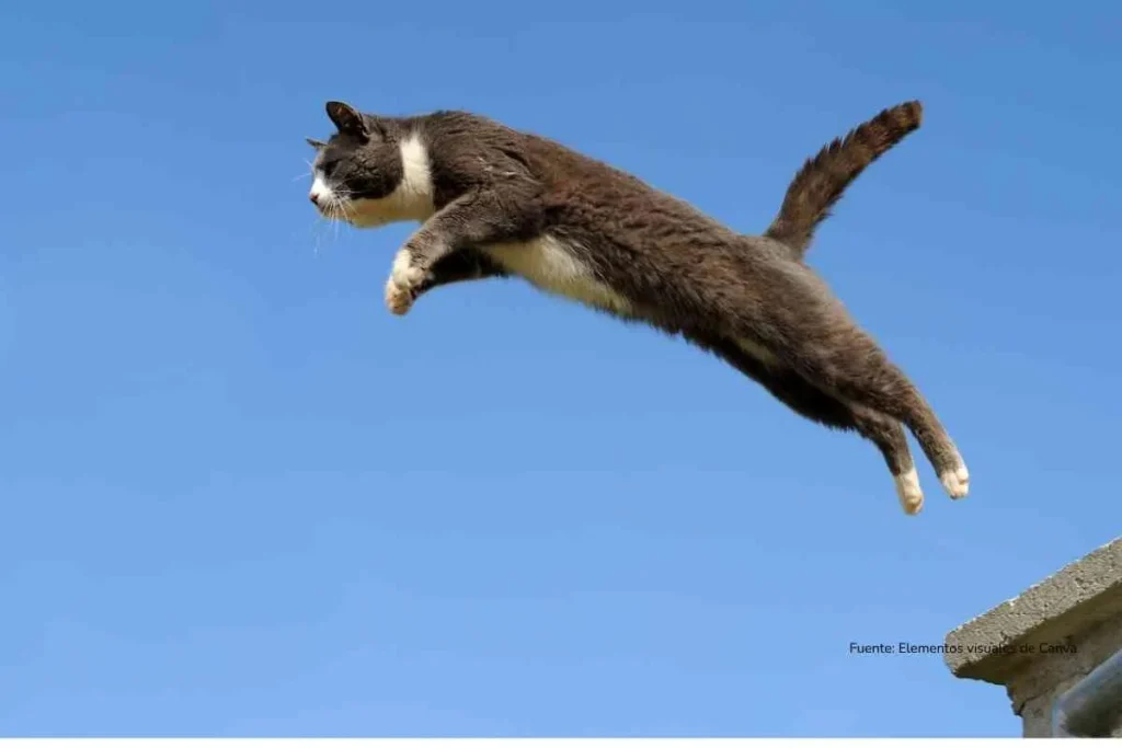 gato saltando suspendido en el aire