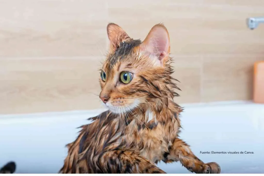 gato en una Bañera