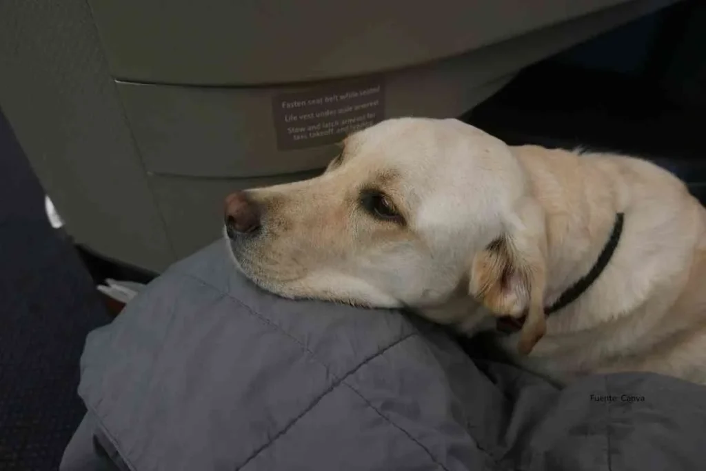 perro grande en avión