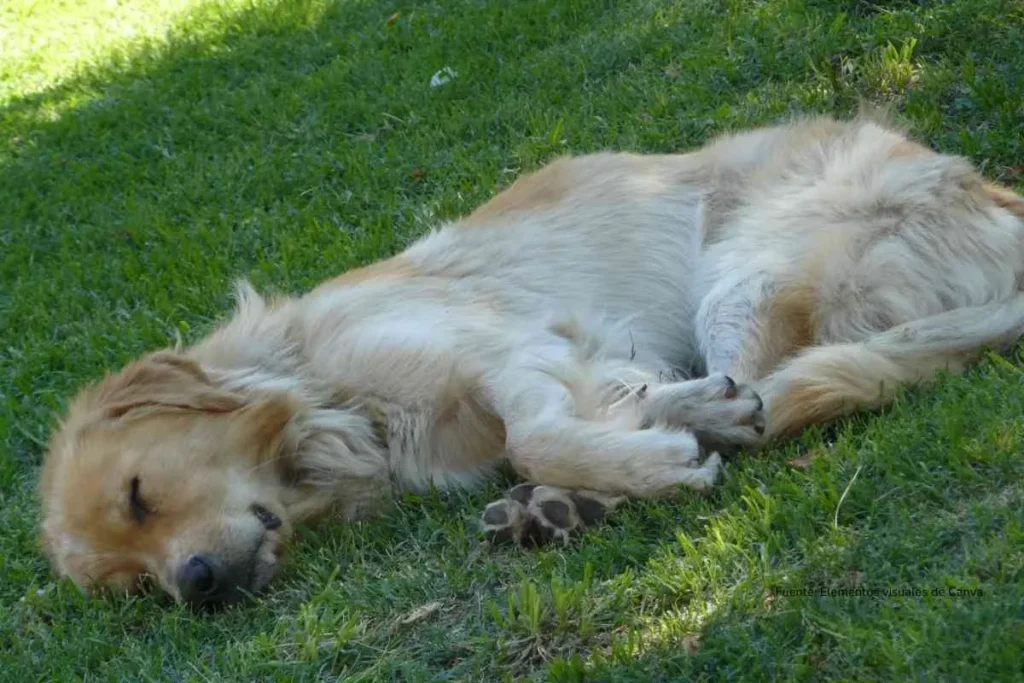 cálculo de edad en perros, perro acostado