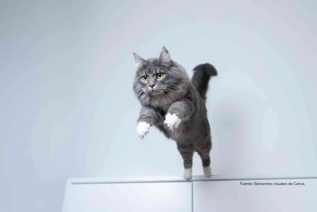 gato saltando