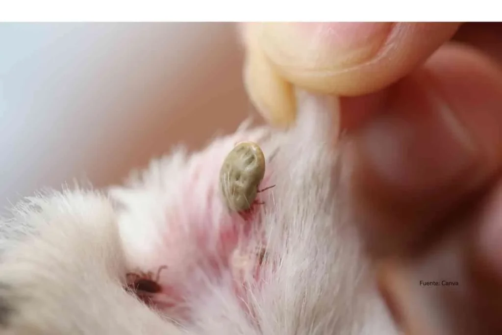 garrapata en primer plano