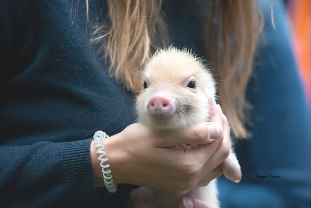 Marranito pequeño en manos de una persona