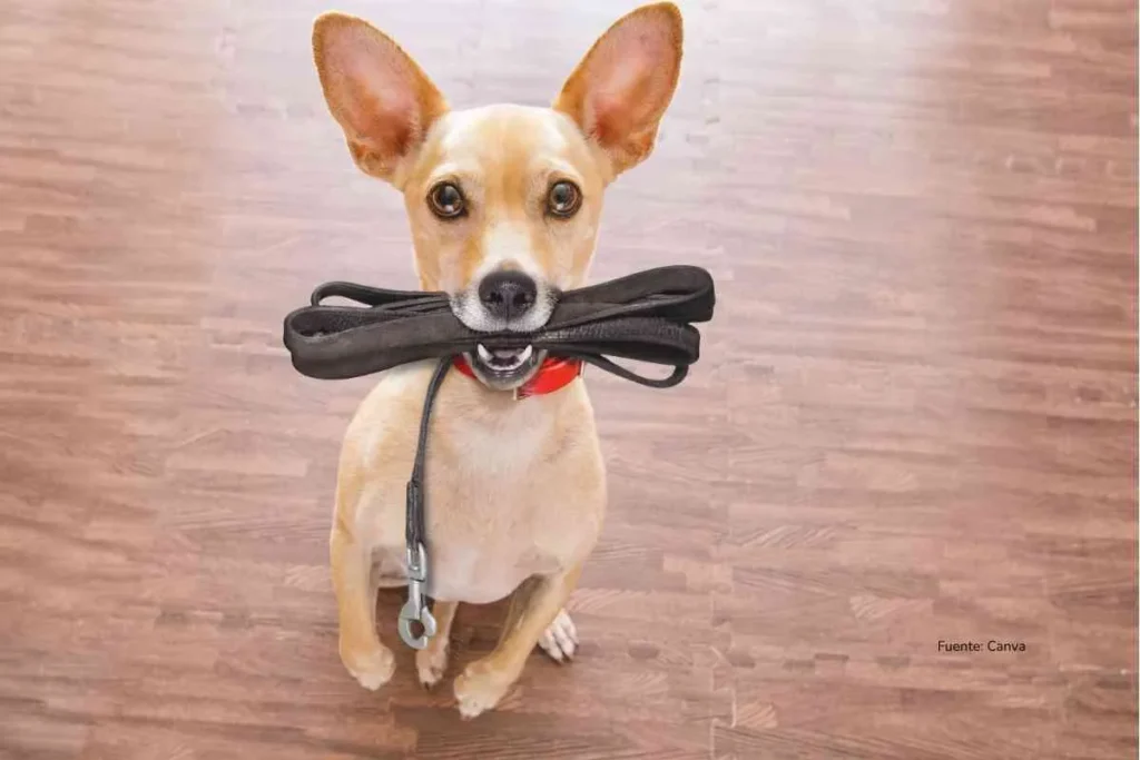 perro con la correa en la boca