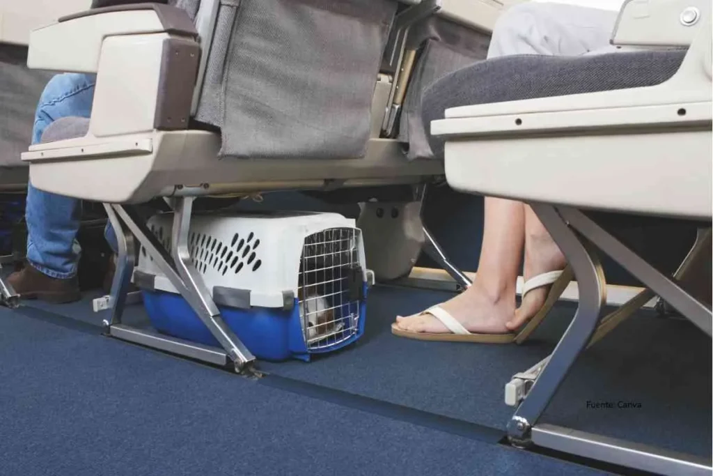 perro en avión